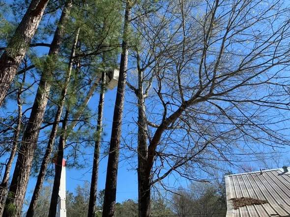 Bucket raised high among tall pine trees