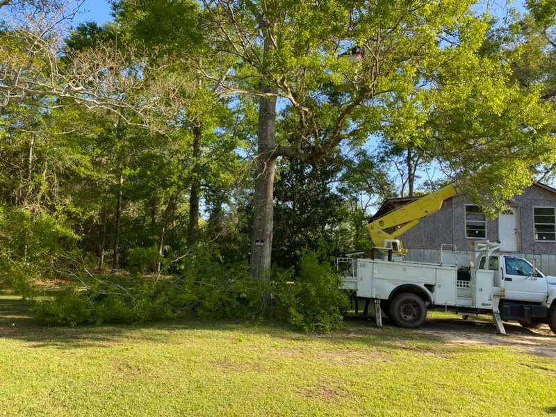 Bucket truck parked under a large oak with cut limbs on the lawn