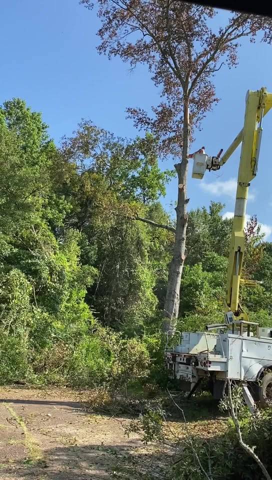 Worker in a bucket truck cutting limbs from a tall dead tree