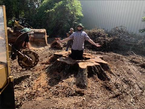 Crew member standing in a large tree stump next to a stump grinder