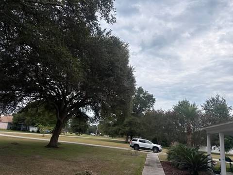 Large spreading live oak in a front yard