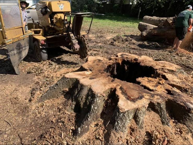 Stump grinder next to a large hollow tree stump