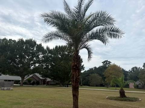 Palm tree with a cleaned trunk on a wide front lawn